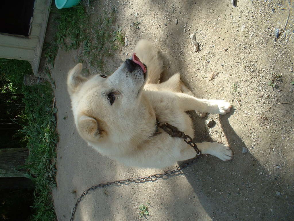 今は亡き愛犬「加藤」＠岩手