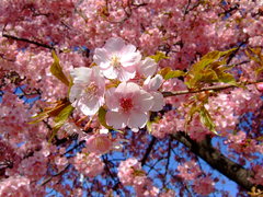 桜の満開の下＠前橋