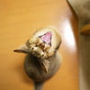 茶トラ猫