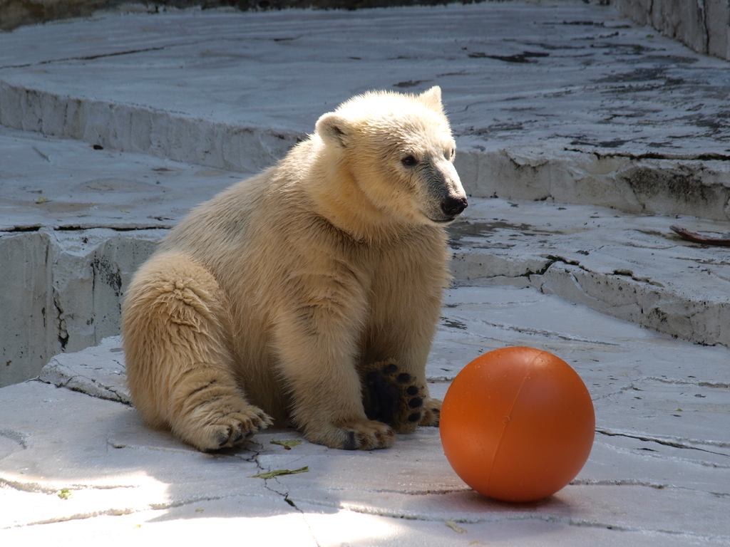 日本平動物園のしろくまくん