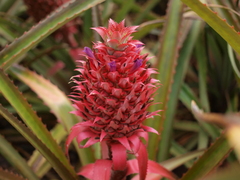 パイナップルの花