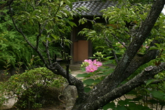海蔵寺の芙蓉