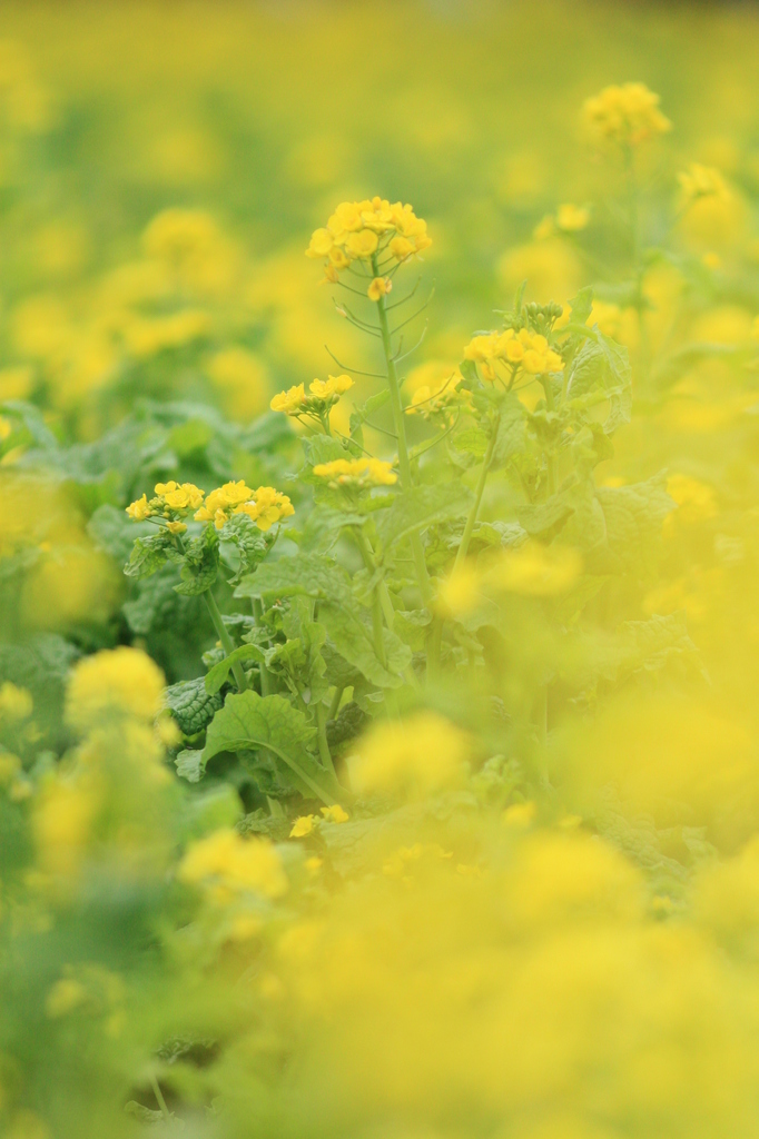 菜の花畑