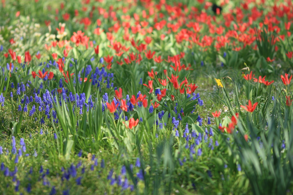 陽だまりの花畑