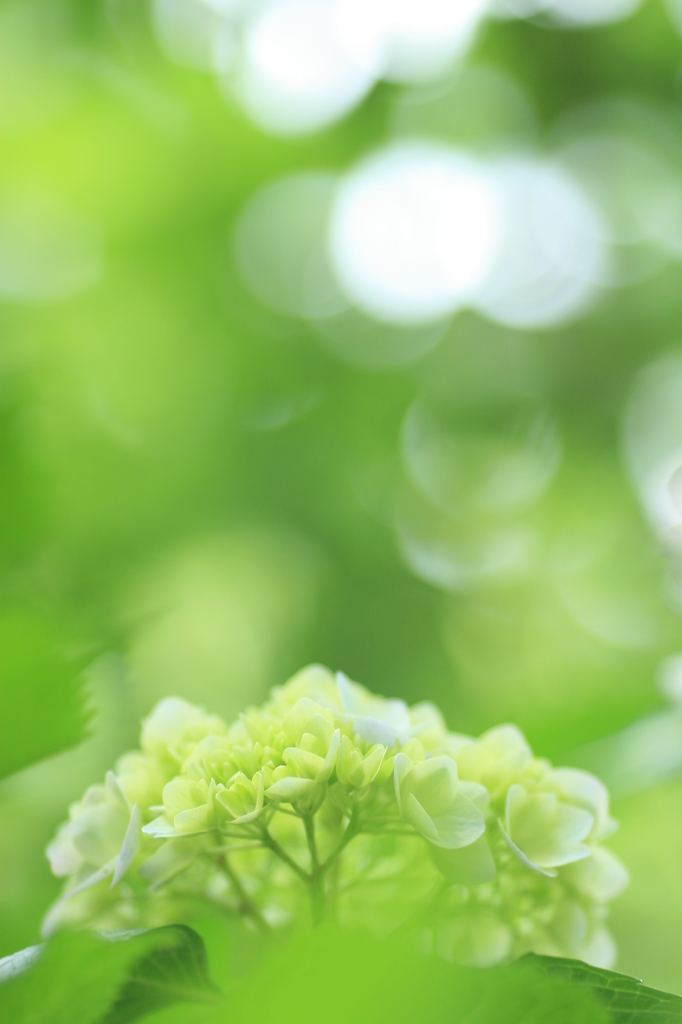 ミドリ色の風景