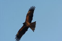 Fly High