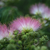 高嶺の花