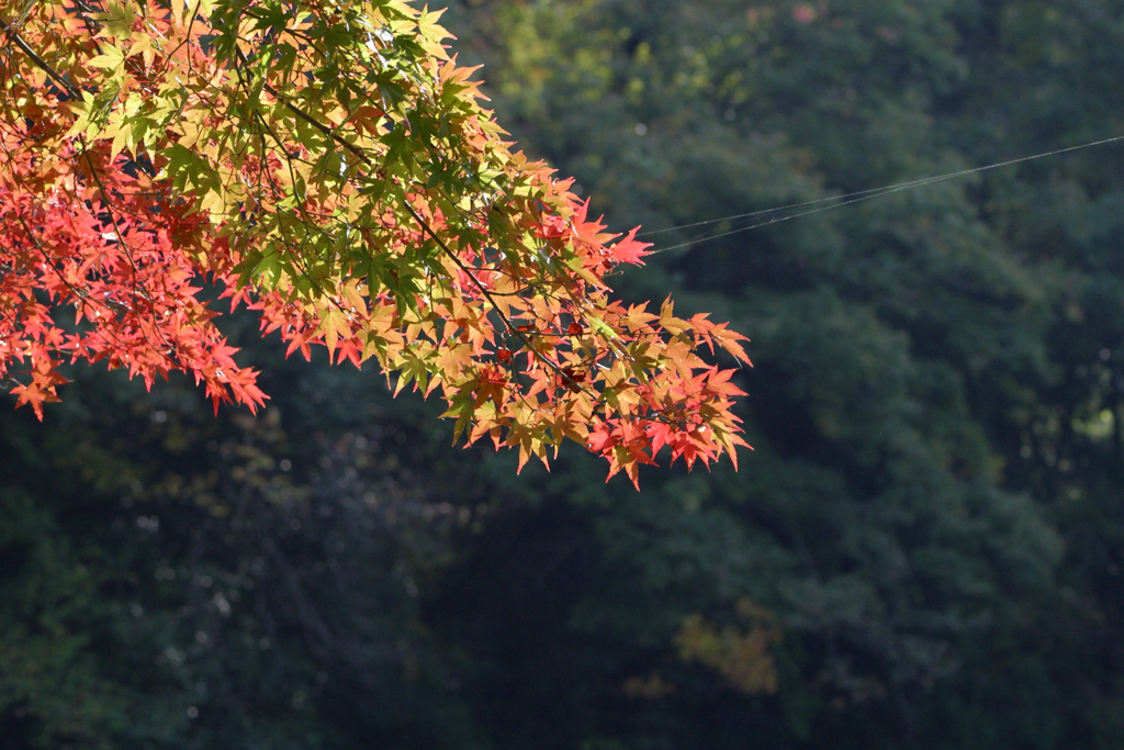 三色紅葉