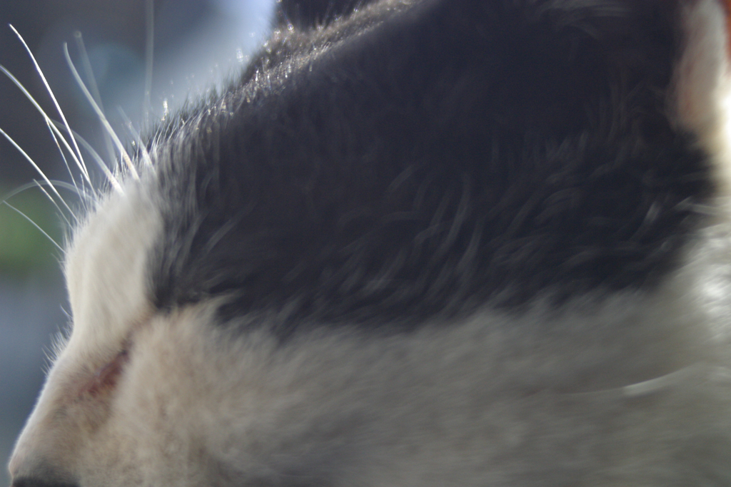 猫の額
