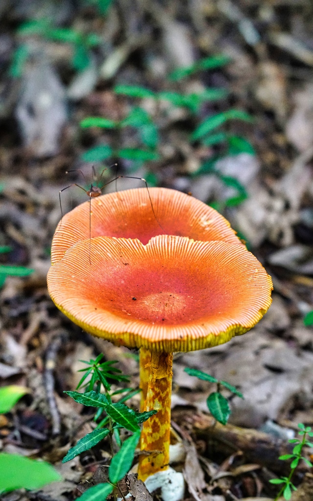 Amanita Fungi