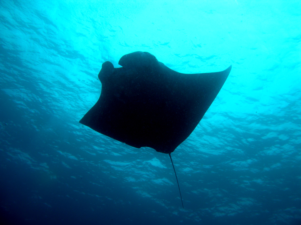 Perfect Manta-ray