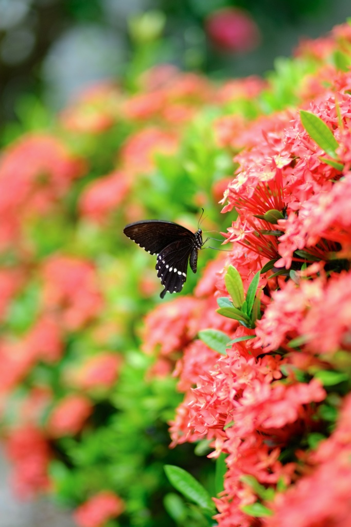 Butterfly 1