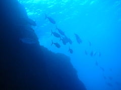 母島のイソマグロ