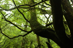 世界遺産の森