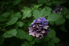 photo37682