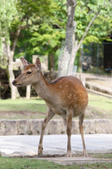 東大寺の鹿ちゃん