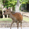 東大寺の鹿ちゃん