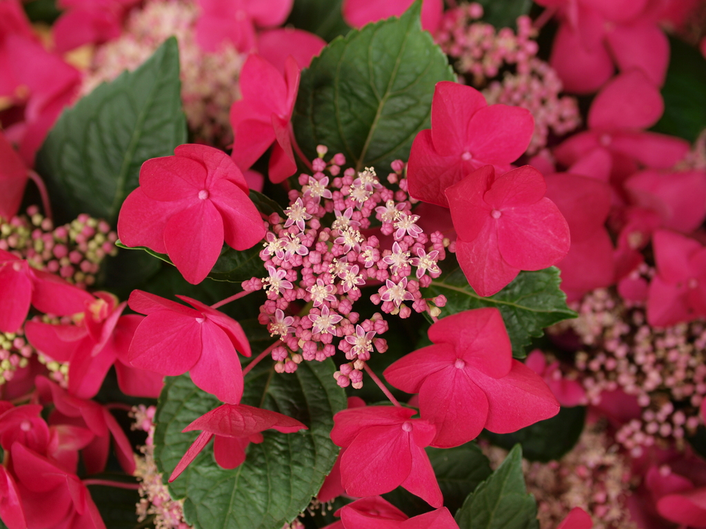紫陽花_3