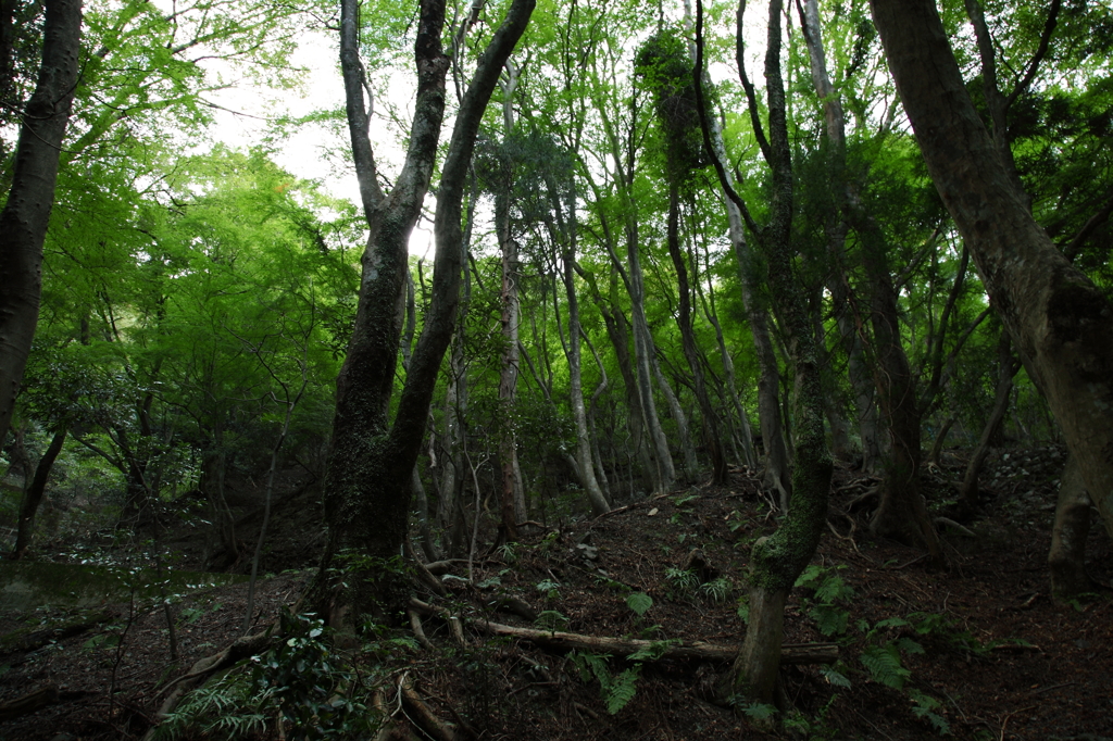 養老雑景