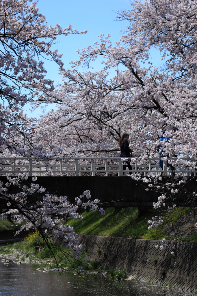 乙女の花道