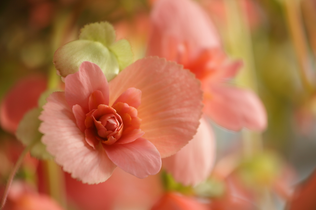 温室はいつも華やいで♪