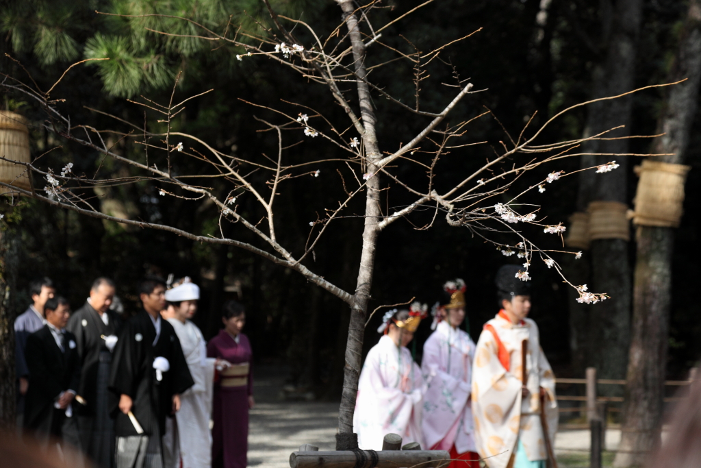 冬に　桜　咲く