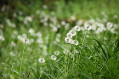 綿毛の森