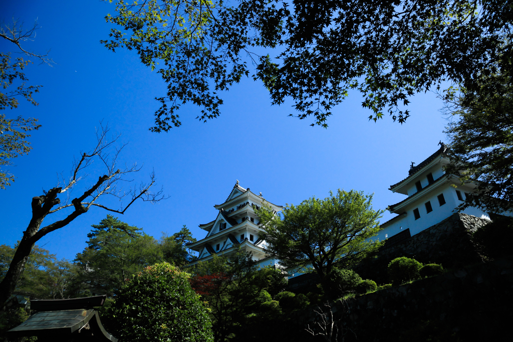 郡上八幡城、俯瞰さる。