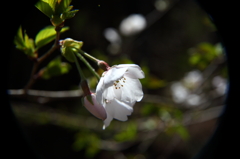 玉桜more
