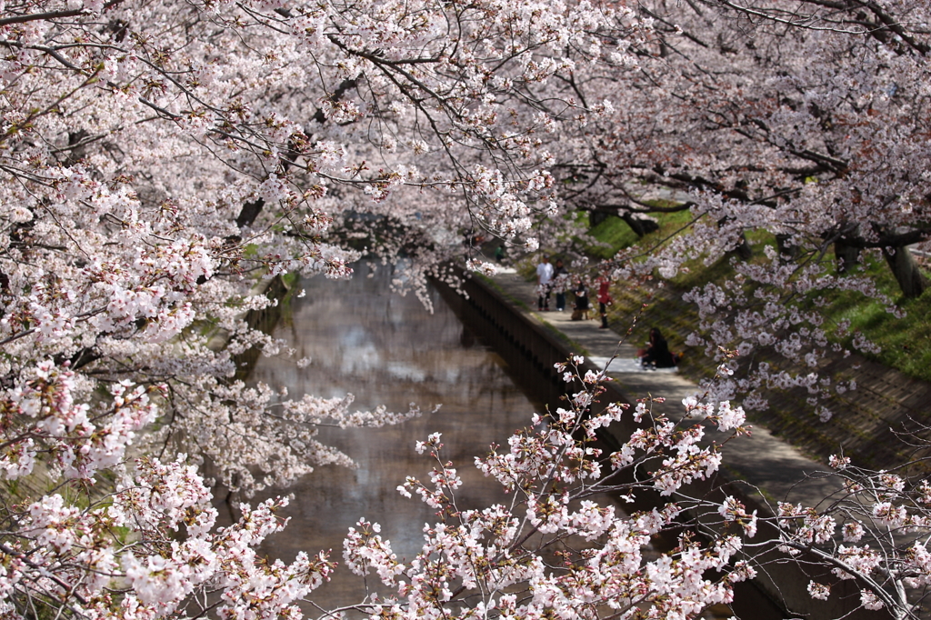 The photograph frame of the cherry tree