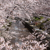 The photograph frame of the cherry tree