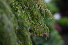 雨に寄り添う