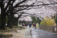 桜舞い散る♪