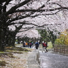 桜舞い散る♪