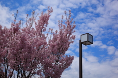 GW、高山に桜（お・ま・け）