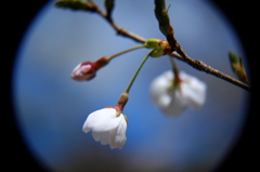 玉桜