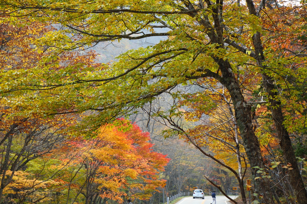 せせらぎ街道2008