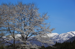 能郷白山