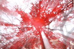 命いつまでも。