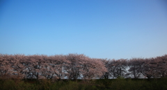 桜堤