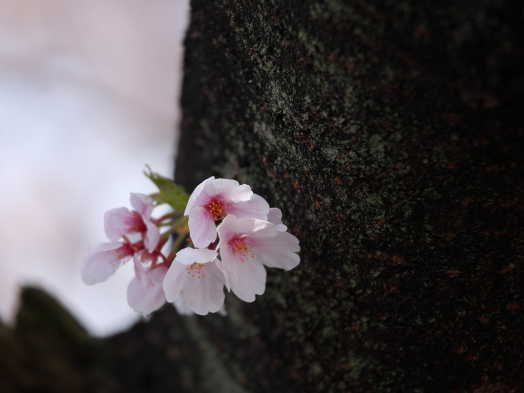 新生活に添えて。