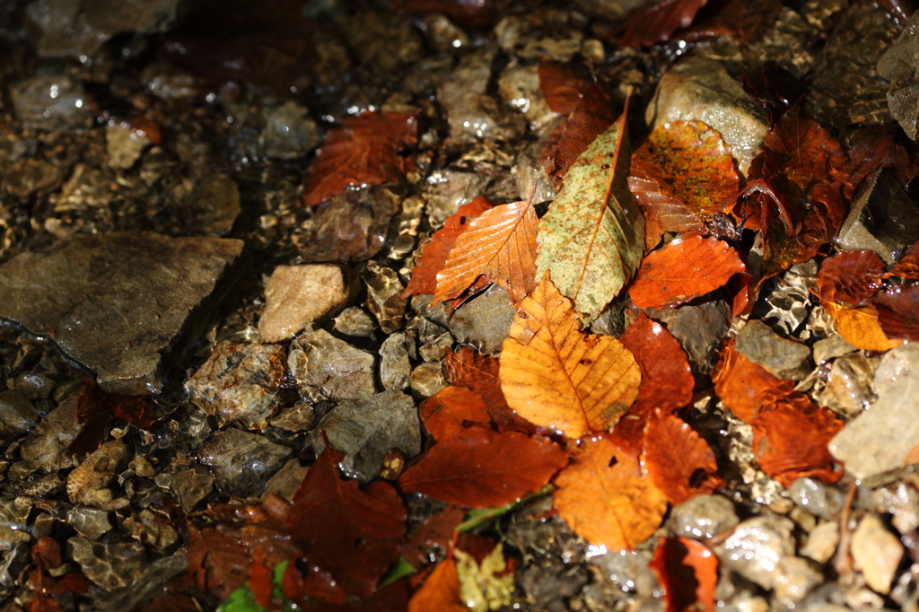 瑞々しい紅葉