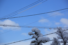 雪の朝