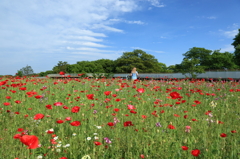 ALICE IN WONDERFIELD