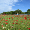 ALICE IN WONDERFIELD