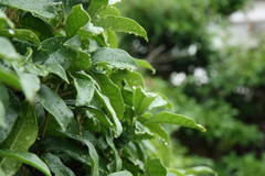 つゆ　はーふたいむ