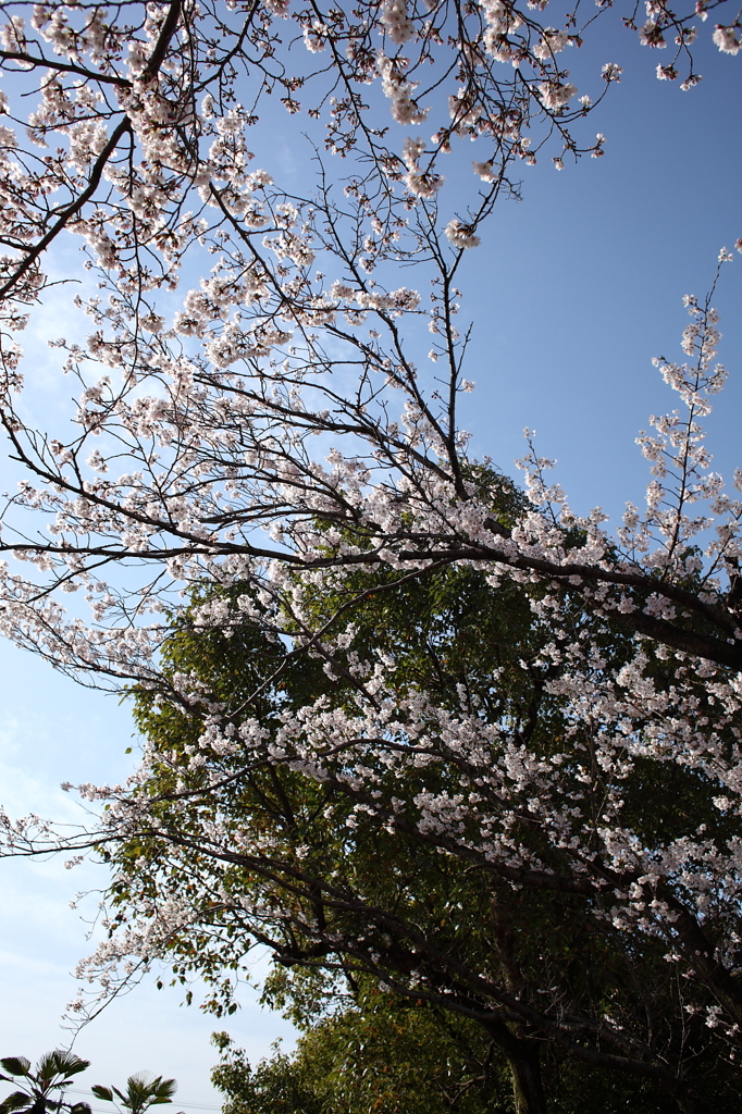 朝の散歩