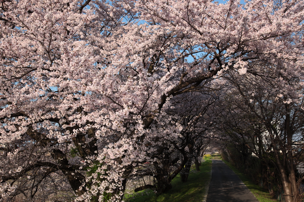 桜さそう小道