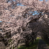 桜さそう小道