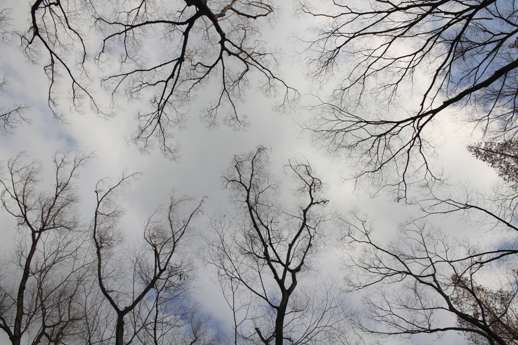 Winter Maze